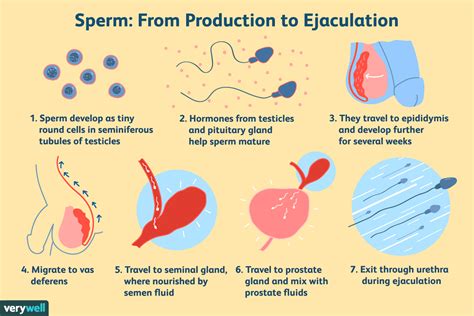 Sexual Health Info: Facts About Male Ejaculation